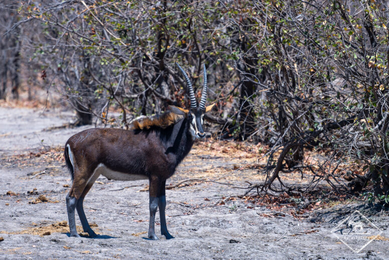 Hippotrague noir, Botswana