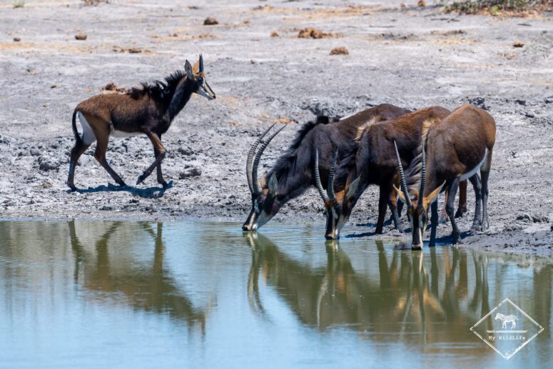 Hippotragues noirs au point d'eau, Botswana
