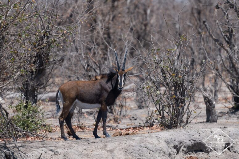 Hippotrague noir, Botswana