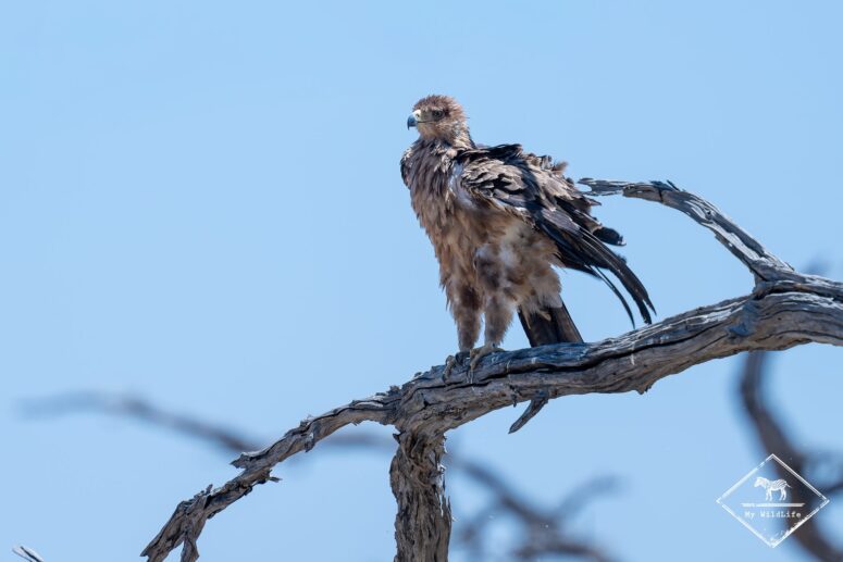 Aigle ravisseur, parc national Chobe