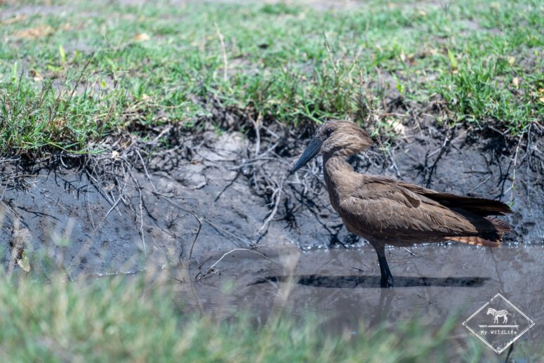 Ombrette africaine, parc national Chobe