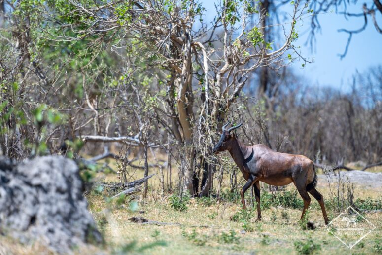 Tsessebe, parc national Chobe