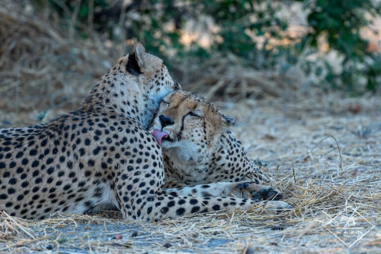 Guépards, parc national Chobe