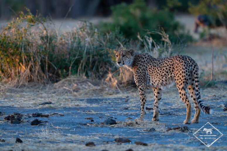 Guépard, parc national Chobe