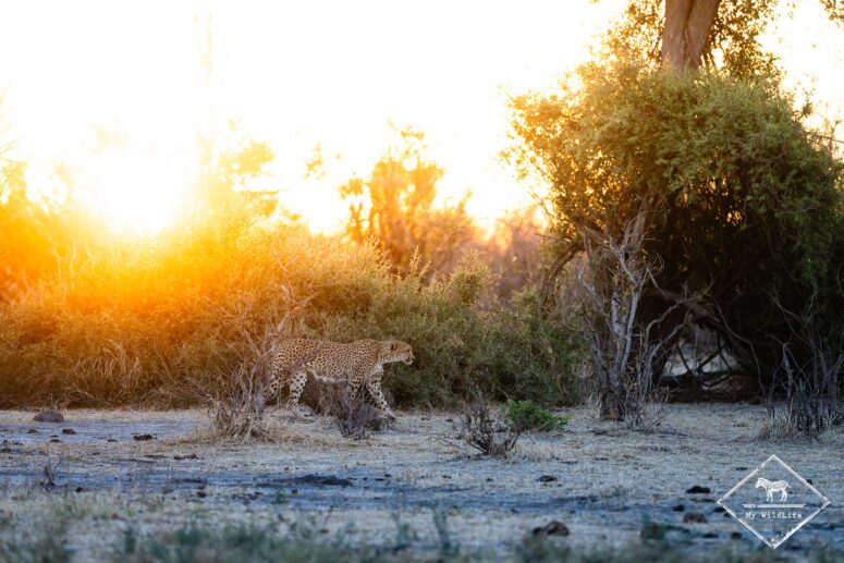 Guépard, parc national Chobe