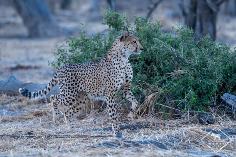 Guépard, parc national Chobe