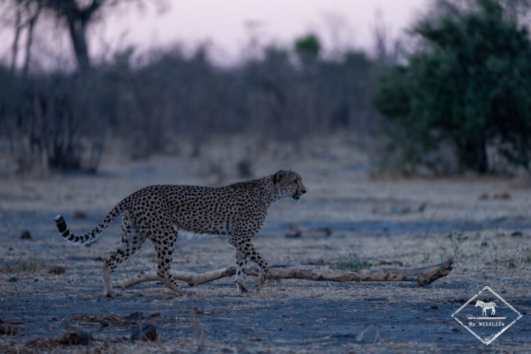 Guépard, parc national Chobe