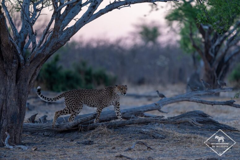 Guépard, parc national Chobe