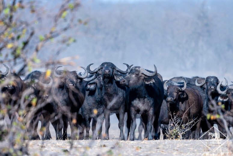 Buffles, dépression de Mababe