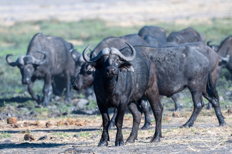 Buffle d'Afrique, dépression de Mababe