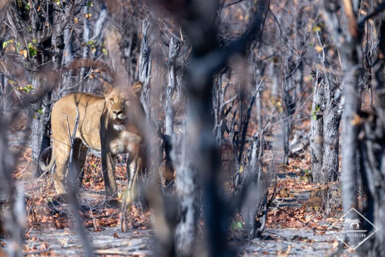 Lionne, parc national Chobe