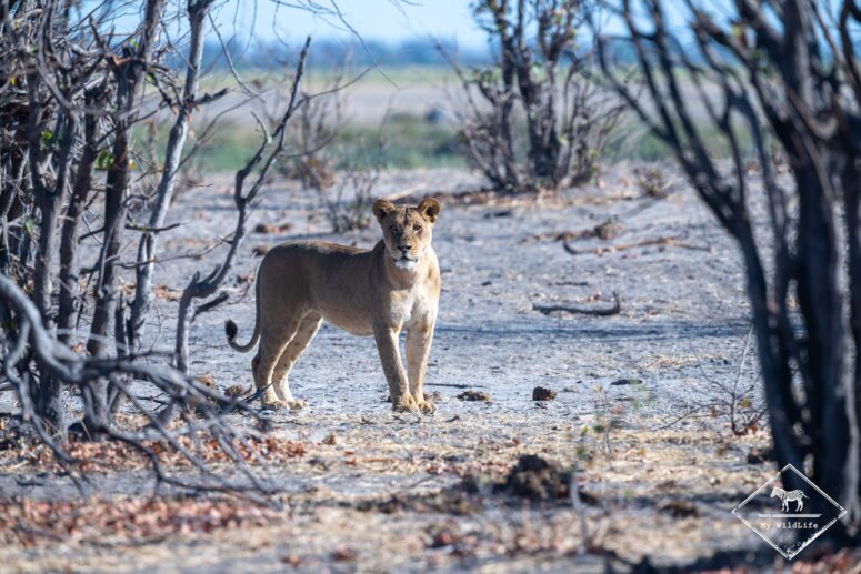 Lionne, Chobe