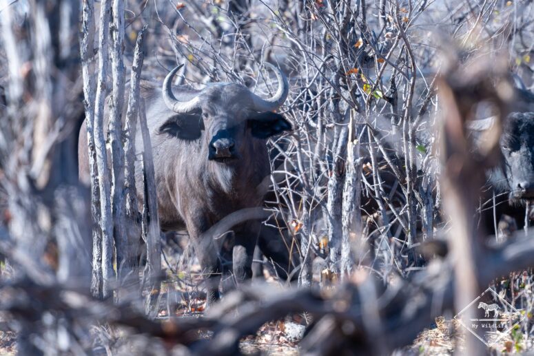 Buffle d'Afrique, parc national Chobe