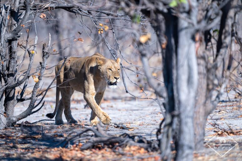 Lionne, dépression de Mababe