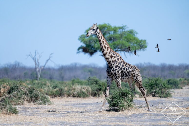 Girafe, dépression de Mababe