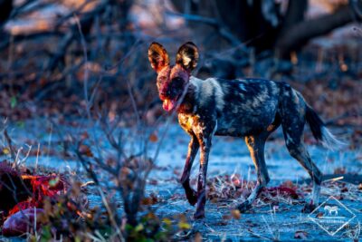safari à Mababe et Savuti,Savuti,Mababe