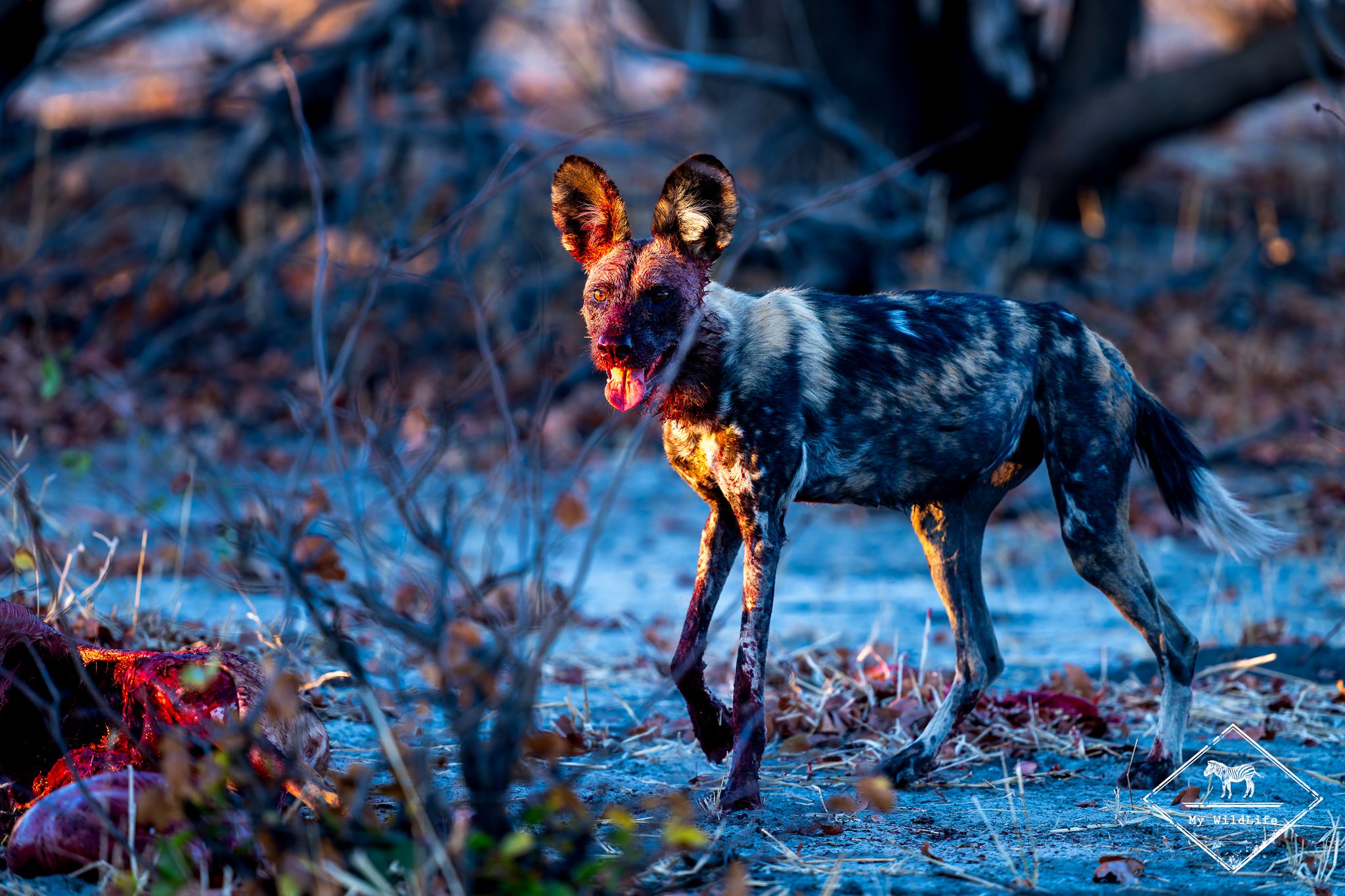 Parc national Chobe : Safari à Mababe et Savuti