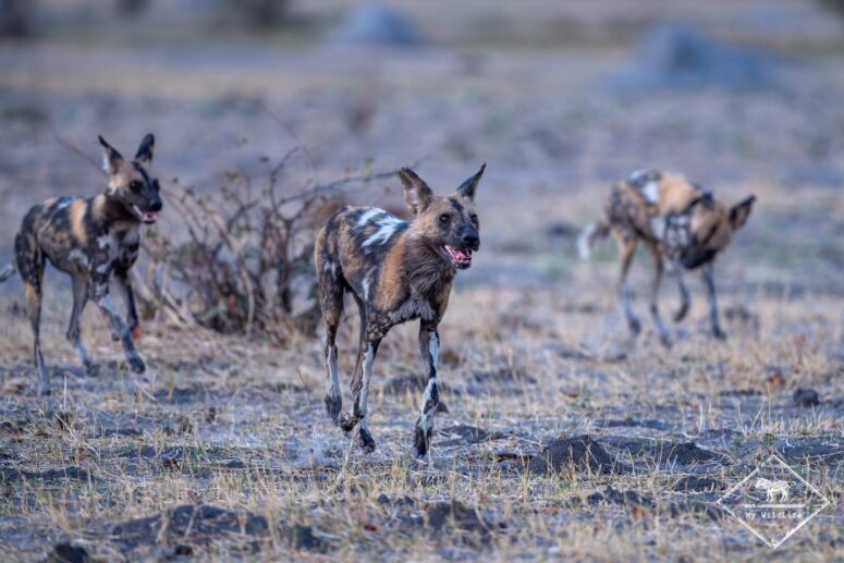 Lycaons qui courent, parc national Chobe