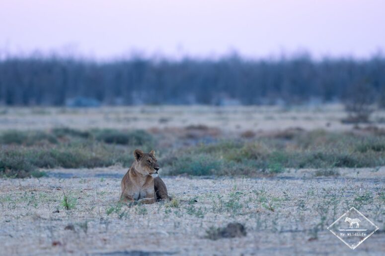Lionne, dépression de Mababe, Chobe