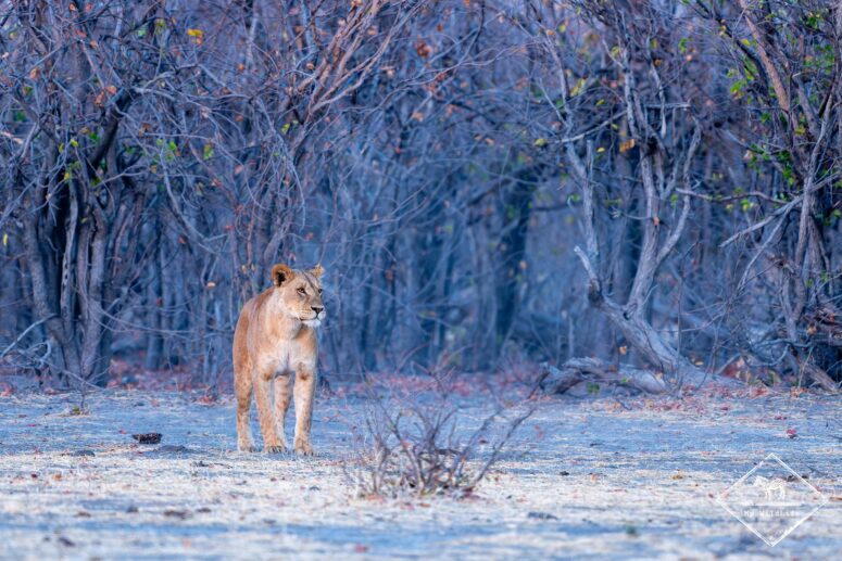 Lionne, dépression de Mababe, Chobe
