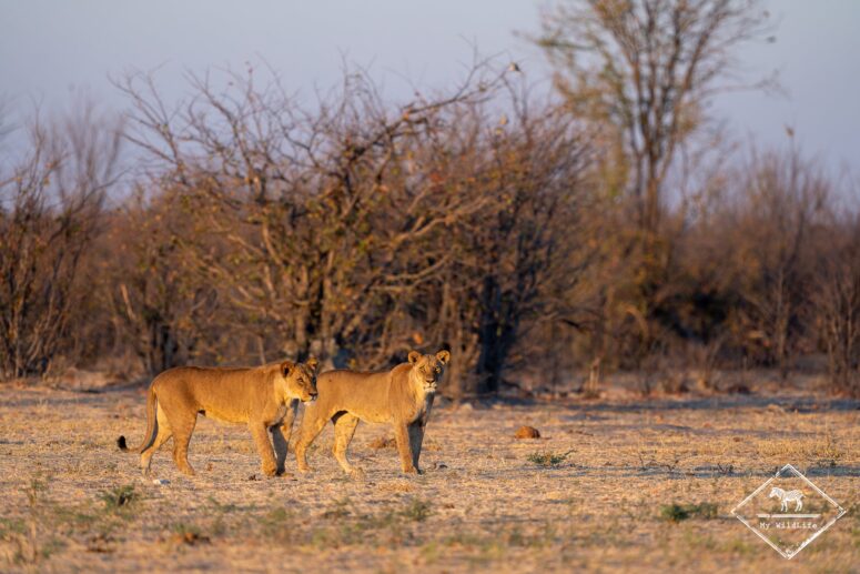 Lionnes, dépression de Mababe, Chobe