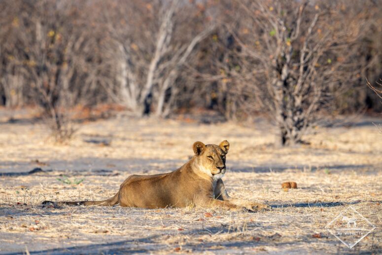 Lionne, dépression de Mababe, Chobe