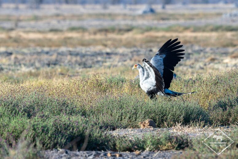 Messager sagittaire, parc national Chobe