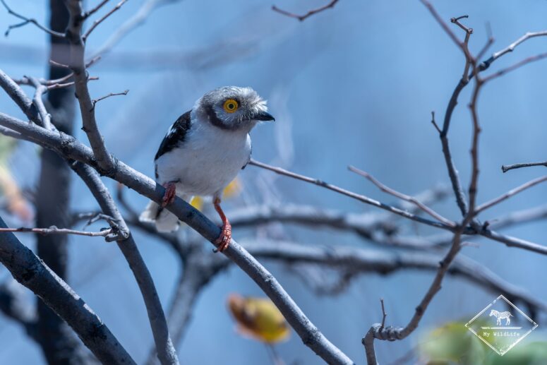 Bagadais casqué, parc national Chobe