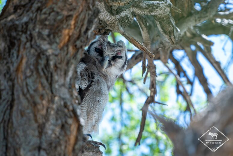 Grand-duc de Verreaux, parc national Chobe
