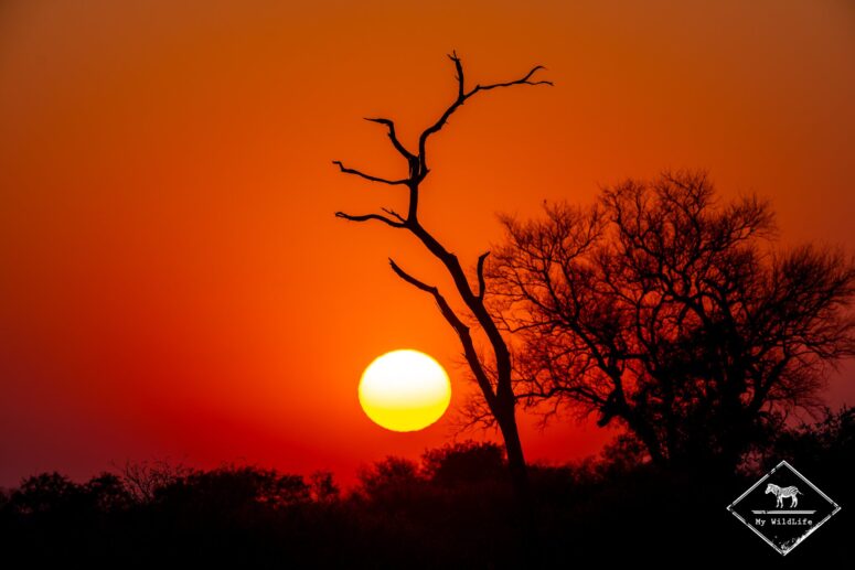 Lever de soleil sur Savuti