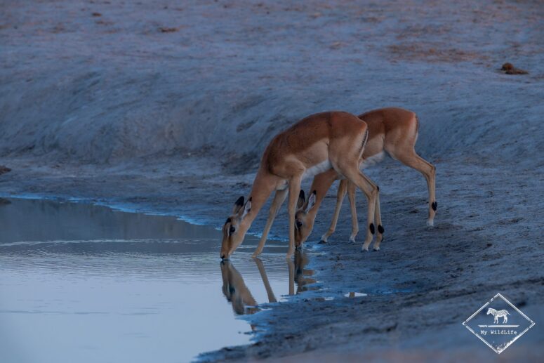 Impalas au waterhole, Savuti