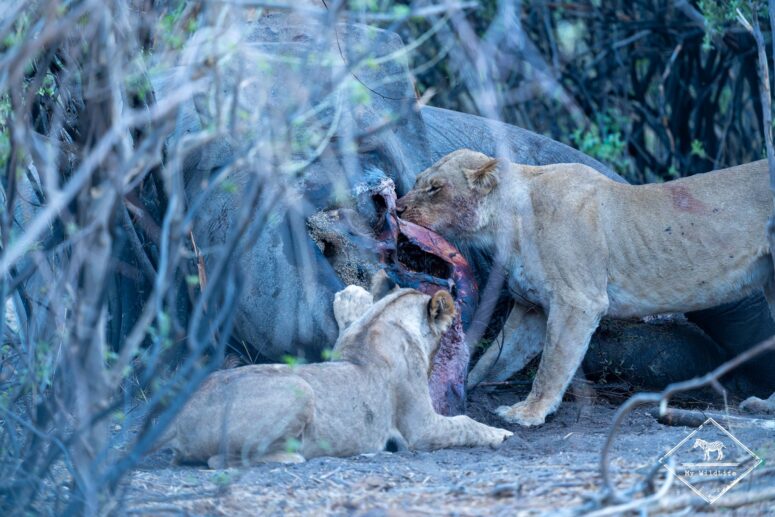 Lion sur la carcasse d'un éléphant, Savuti