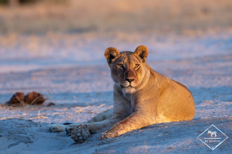Lionne, Savuti