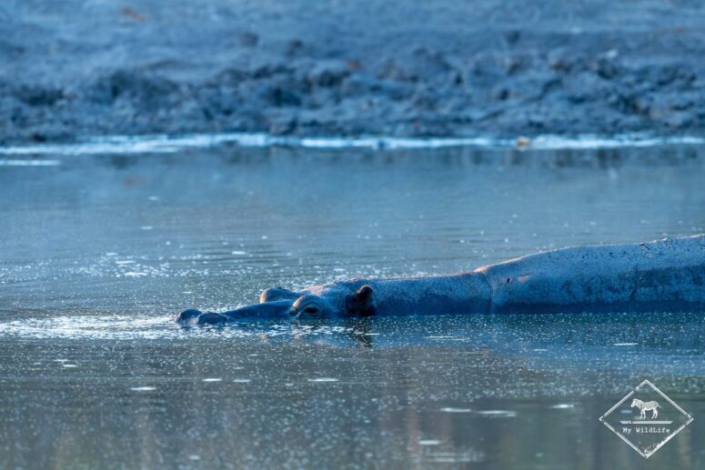 Hippopotame, Savuti