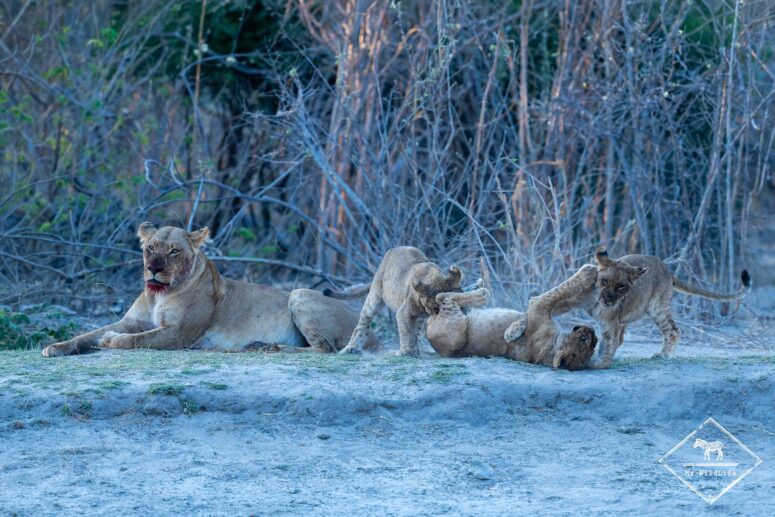 Jeux entre lionceaux, Savuti