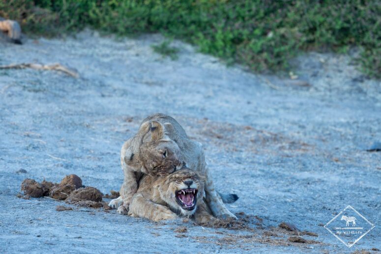 Jeux entre lionceaux, Savuti