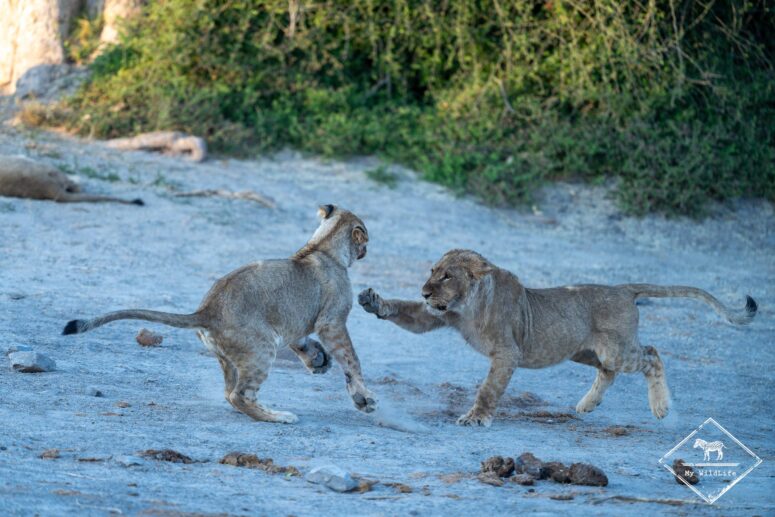 Jeux entre lionceaux, Savuti