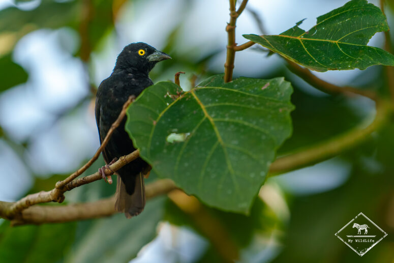 Tisserin noir, marais de Bigodi