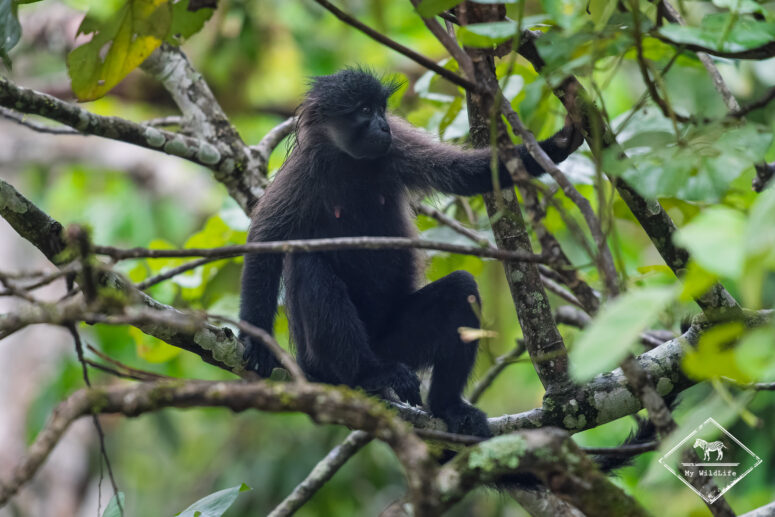 Mangabey à joues grises, marais de Bigodi