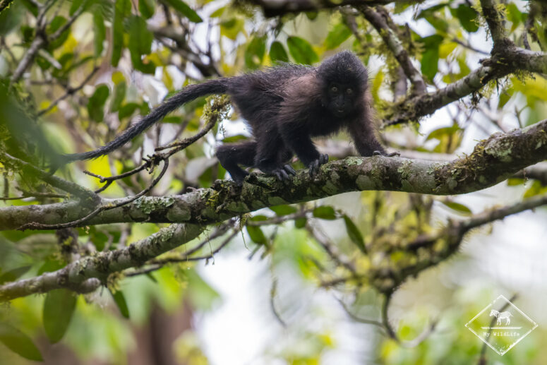 Mangabey à joues grises, marais de Bigodi