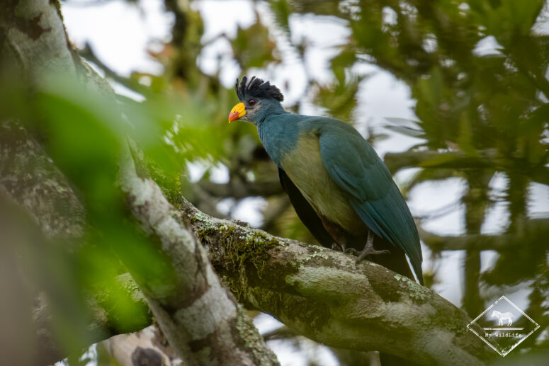Touraco géant, marais de Bigodi
