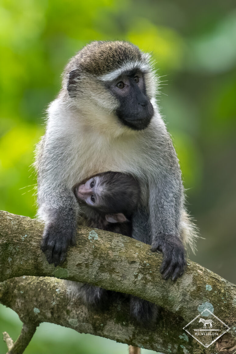 Vervet, marais de Bigodi