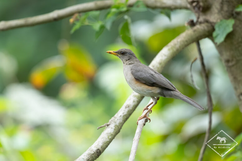 Merle africain, marais de Bigodi