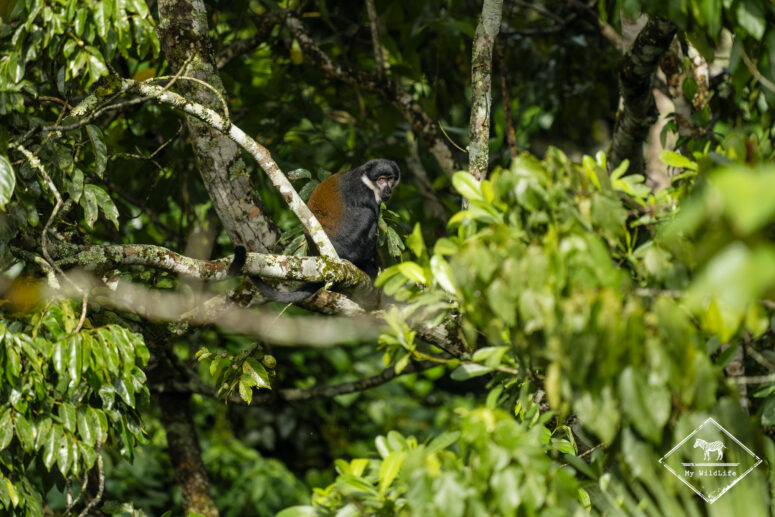 Singe de l'Hoest, marais de Bigodi