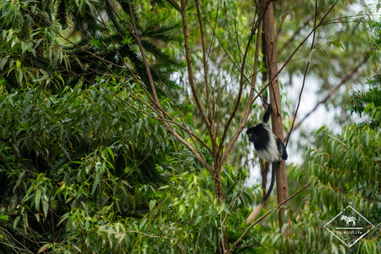 Colobe guéréza, marais de Bigodi