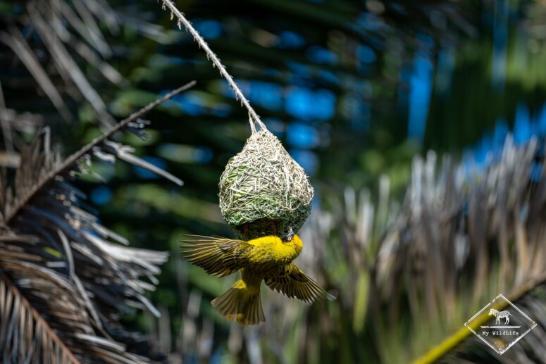Tisserin à tête rousse, réserve naturelle du Cap Récif