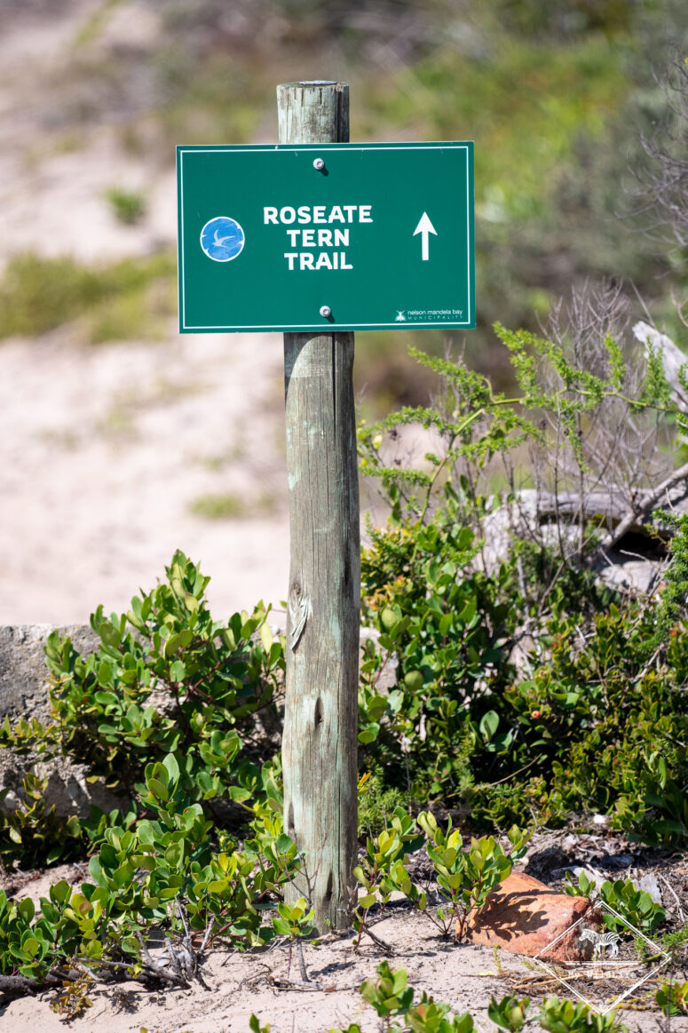 Roseate Tern Trail