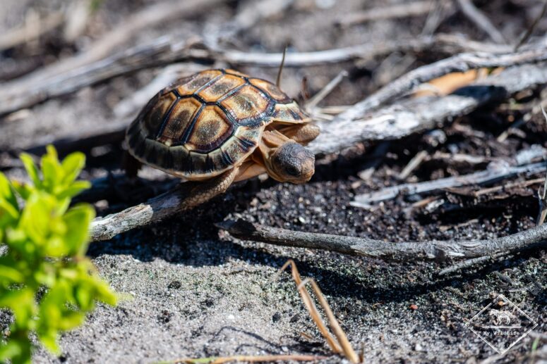 Tortue à soc d'Afrique du Sud, réserve naturelle du Cap Récif