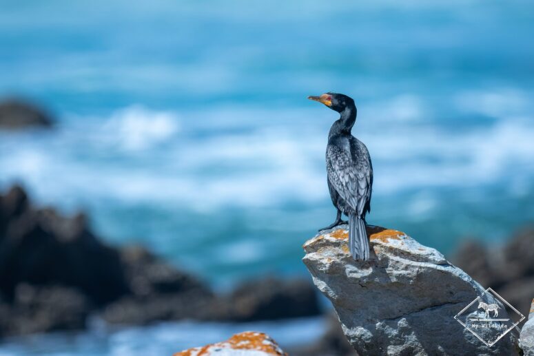 Cormoran couronné, réserve naturelle du Cap Récif