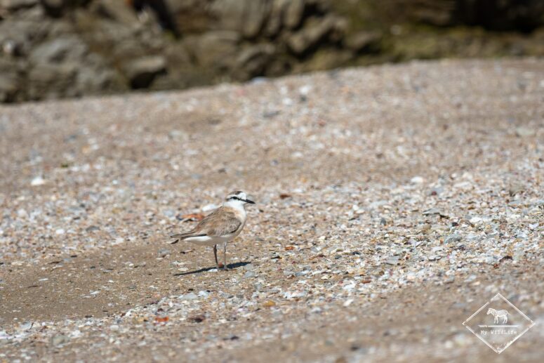 Gravelot à front blanc, réserve naturelle du Cap Récif
